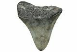 Fossil Megalodon Tooth - South Carolina #327570-1